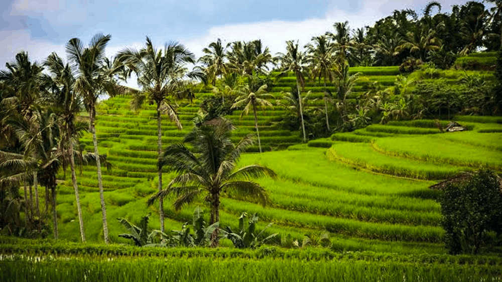 Tetebatu village Lombok scenic green rice terraces with Mount Rinjani view